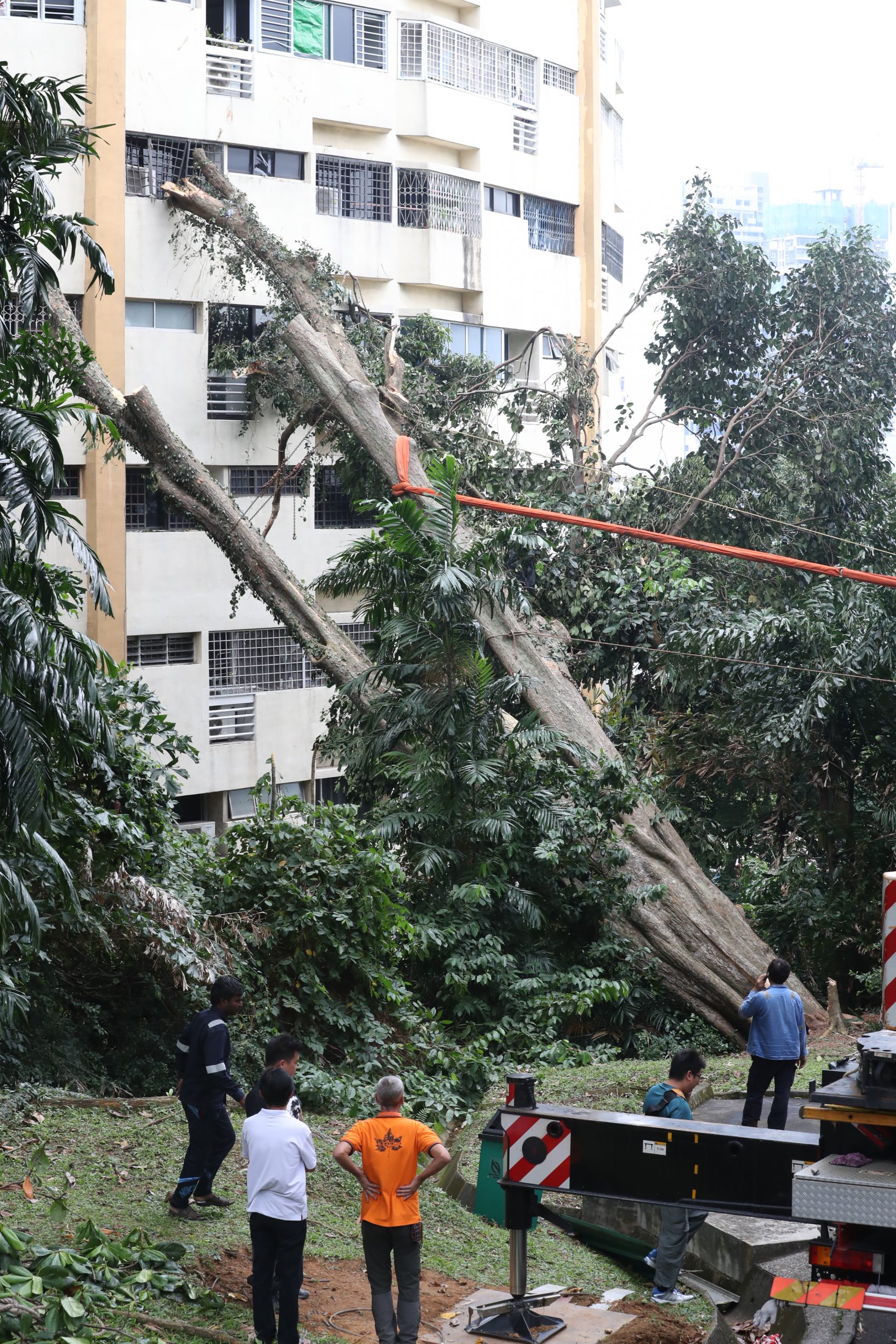 FALLEN TREE AT PEARL BANK APARTMENT