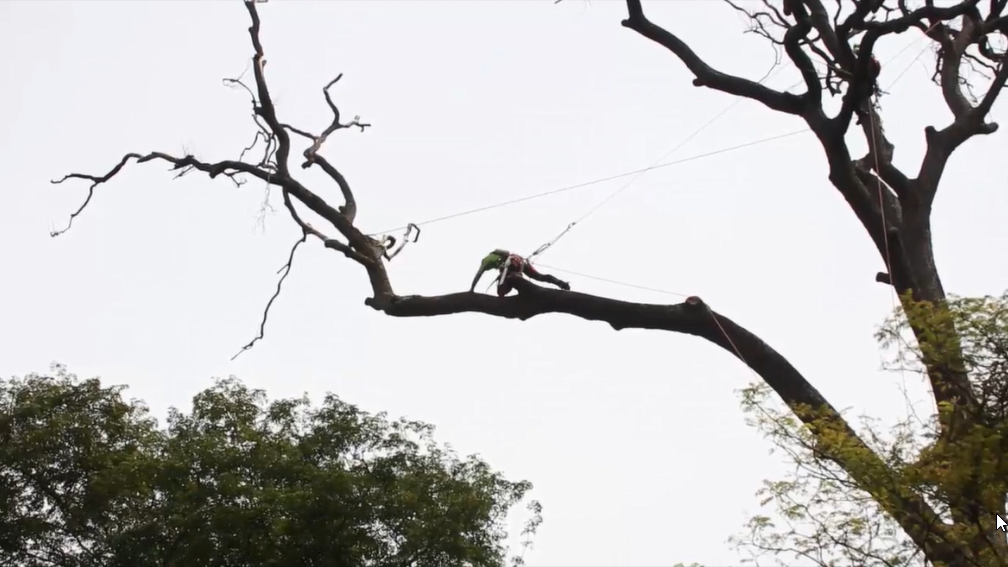 https://arbsolutionsasia.com/wp-content/uploads/2021/10/Tree-Pruning-Branch-Removal.mp4